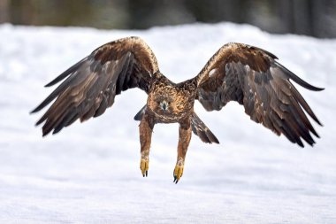 Golden eagle in its natural environment