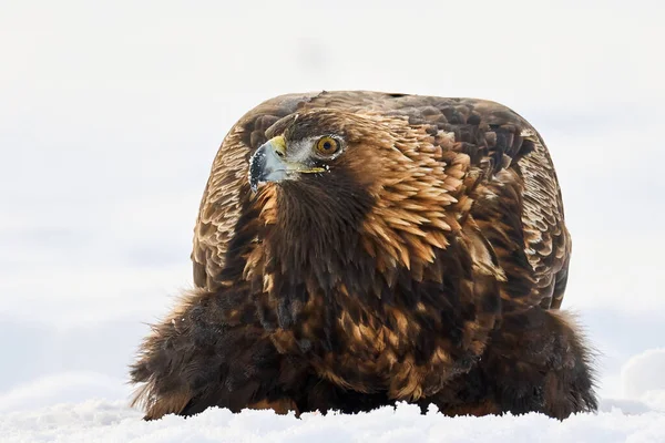 Golden Eagle Its Natural Environment — Stok fotoğraf