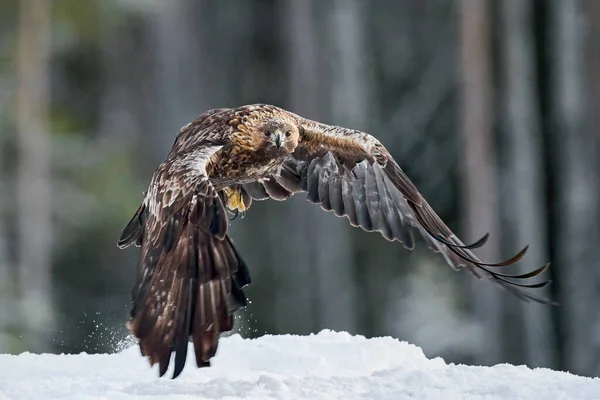 Golden Eagle Its Natural Environment — Foto de Stock