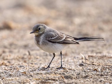 Beyaz kuyruklu (Motacilla alba) doğal ortamında