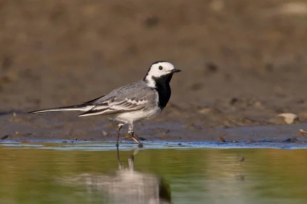 stock image White wagtail (Motacilla alba) in its natural environment