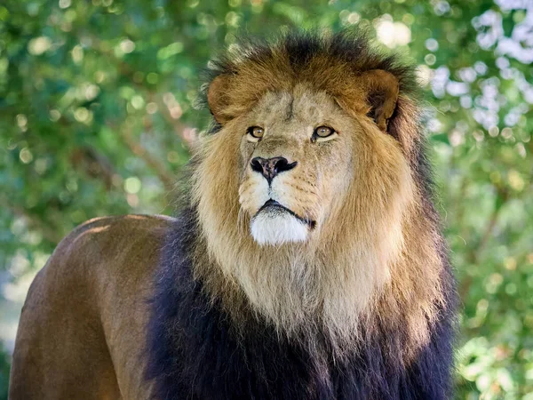 Lion Panthera Leo Естественной Среде Обитания — стоковое фото