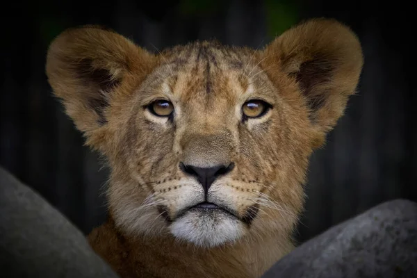 가운데있는 Panthera Leo — 스톡 사진