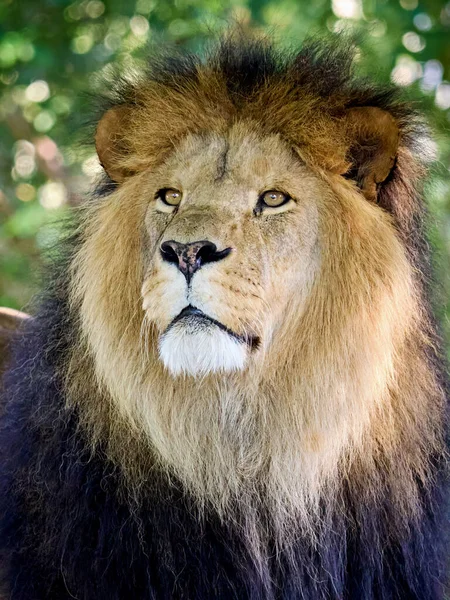 Lev Panthera Leo Svém Přirozeném Prostředí — Stock fotografie