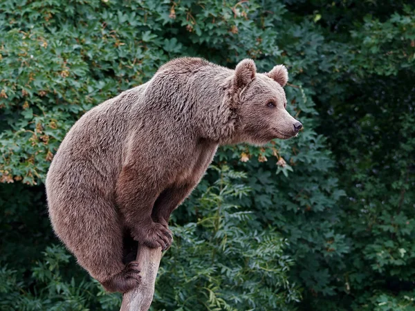 Urso Marrom Sentado Tronco Árvore Com Vegetação Fundo — Fotografia de Stock