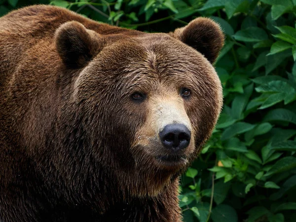 褐色熊のクローズアップ肖像画 — ストック写真