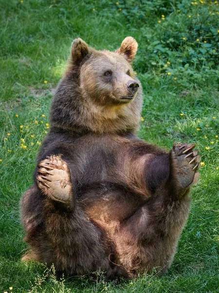 Бурый Медведь Ursus Arctos Своей Природной Среде — стоковое фото
