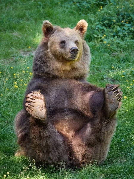 Niedźwiedź Brunatny Ursus Arctos Środowisku Naturalnym — Zdjęcie stockowe