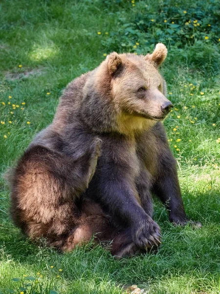 Urso Pardo Ursus Arctos Seu Ambiente Natural — Fotografia de Stock