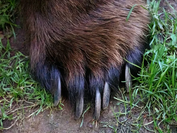 Braunbär Ursus Arctos Seiner Natürlichen Umgebung — Stockfoto