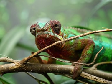 Panter bukalemunu (Furcifer pardalis) doğal ortamında