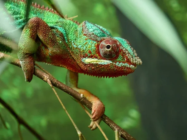 Kameleon Panterowy Furcifer Pardalis Swoim Naturalnym Środowisku — Zdjęcie stockowe