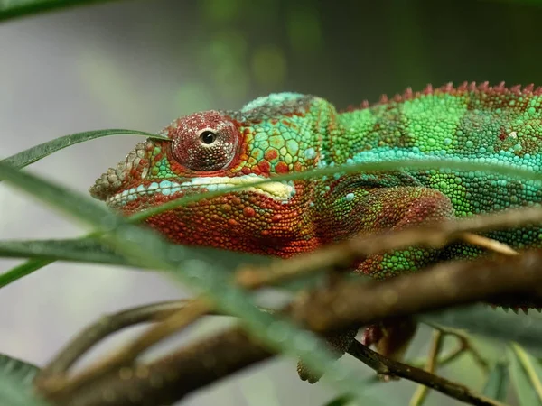 Kameleon Panterowy Furcifer Pardalis Swoim Naturalnym Środowisku — Zdjęcie stockowe