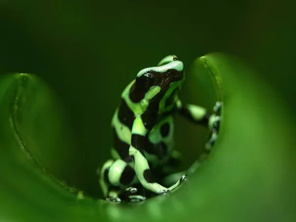 Green Black Poison Dart Frog Dendrobates Auratus Its Natural Environment — Stock Photo, Image