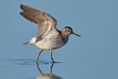 Wood sandpiper (Tringa glareola) in its natural environment