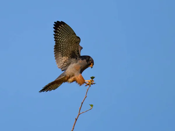 Red Footed Falcon Falco Vespertinus Its Natural Environment — Stock Photo, Image