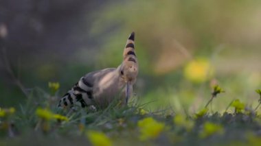 Avrasya hupoesi (Upupa epops) doğal ortamında