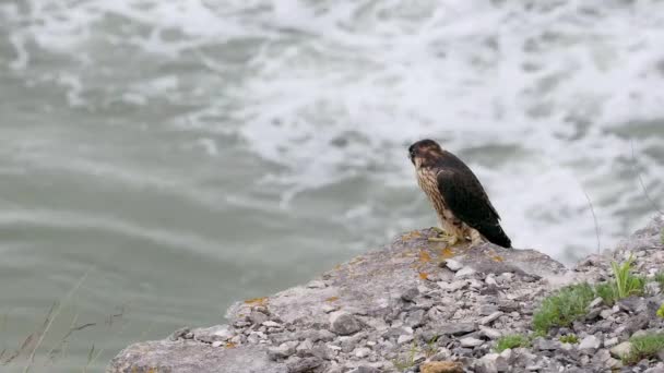 Juvenile Peregrine Falcon Falco Peregrinus Svém Přirozeném Prostředí — Stock video