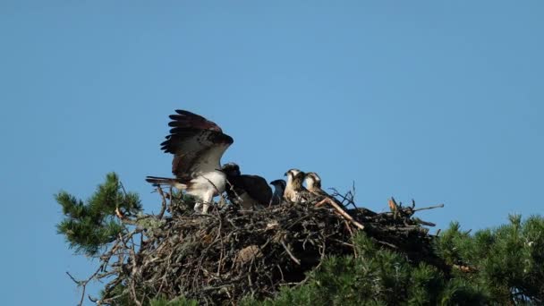 Osprey Pandion Haliaetus Hun Natuurlijke Omgeving Het Nest Rechtenvrije Stockvideo's