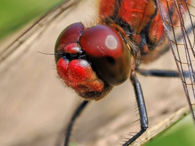 Ruddy Darter 'ın Makro yakın çekimi (Sympetrum sanguineum)