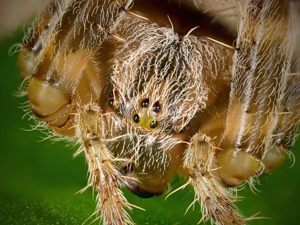 Supermakro Närbild Den Europeiska Trädgårdsspindeln Araneus Diadematus — Stockfoto