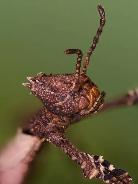 Super macro closeup of the Giant prickly stick insect (Extatosoma tiaratum)