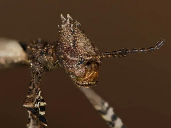 ジャイアントのスーパーマクロクローズアップ すばやく刺す昆虫 エクストラトマティアラトリアム — ストック写真