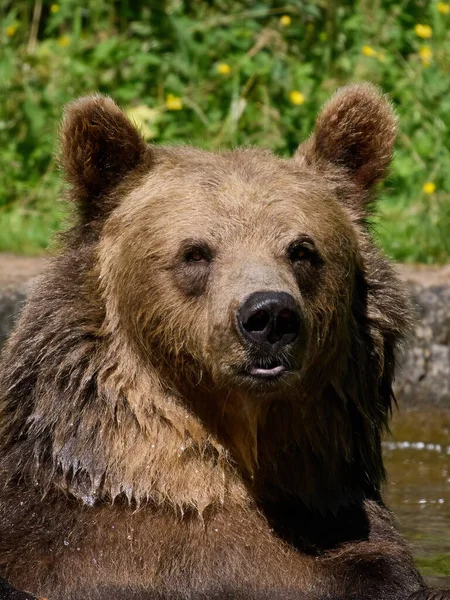 Brown Bear Ursus Arctos Its Natural Environment — Stock Photo, Image
