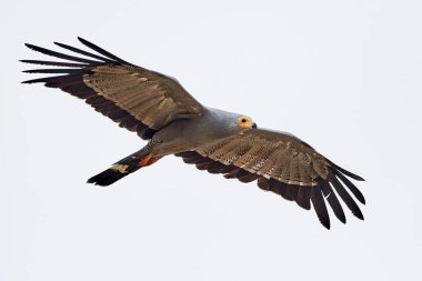 Beyaz bir arka planda uçan Afrikalı harrier şahini izole edildi