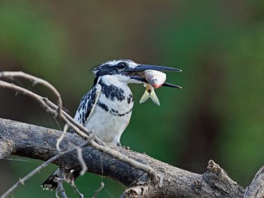 Pied Kingfisher gagasında bir balıkla bir dalda dinleniyor.