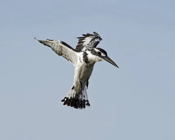 Pied Kingfisher Στο Φυσικό Περιβάλλον Της Σενεγάλης — Φωτογραφία Αρχείου