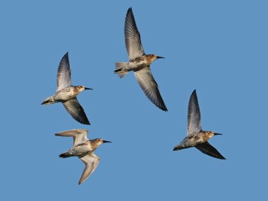 Dunlin (Calidris alpina) doğal ortamında