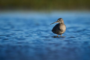 Doğal ortamında benekli redshank (Tringa erythropus)
