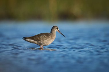 Doğal ortamında benekli redshank (Tringa erythropus)