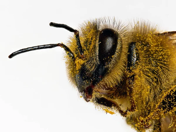 Makroaufnahme Einer Biene Auf Weißem Hintergrund — Stockfoto