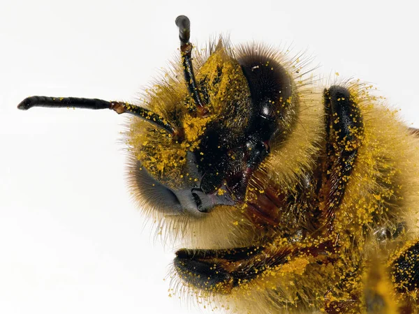 Beyaz Arka Planda Bir Arının Makro Fotoğrafı — Stok fotoğraf