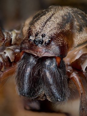 Dev ev örümceğinin süper makro yakın çekimi (Eratigena atrica)