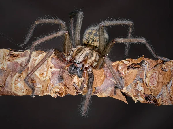 Super macro closeup of the Giant house spider (Eratigena atrica)
