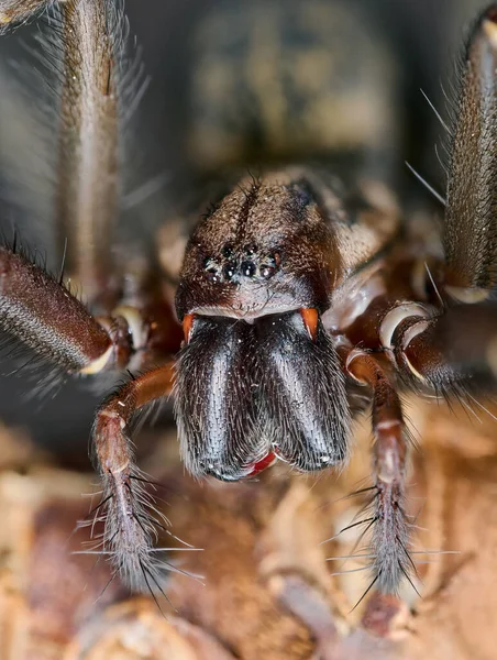 大型房屋蜘蛛 Eratigena Atrica 的超级宏观特写 — 图库照片