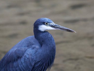 Batı resif balıkçıl Gambiya 'daki doğal ortamında