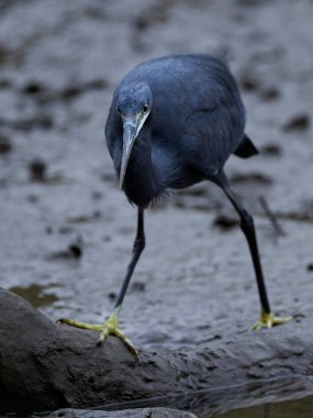 Batı resif balıkçıl Gambiya 'daki doğal ortamında