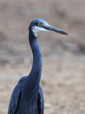 Batı resif balıkçıl doğal ortamında.