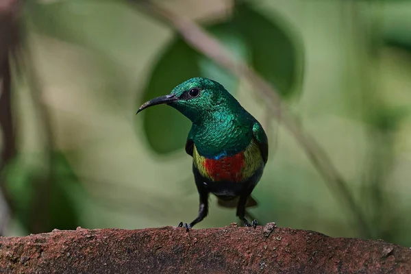 Schöner Sonnenvogel Seinem Natürlichen Lebensraum Gambia — Stockfoto