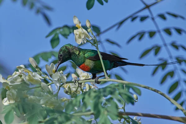 Hermoso Sunbird Hábitat Natural Gambia — Foto de Stock