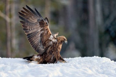 Golden eagle in its natural environment