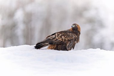 Golden eagle in its natural environment