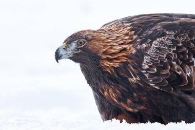 Golden eagle in its natural environment