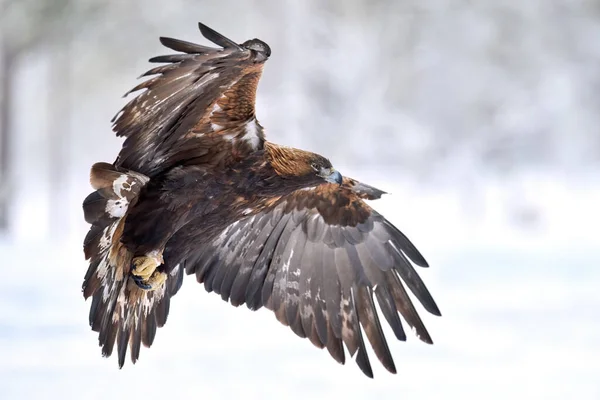 Golden Eagle Its Natural Environment — Stock Fotó