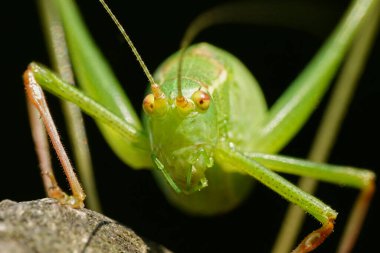 Danimarka tabiatında benekli bush-kriket