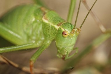 Danimarka tabiatında benekli bush-kriket